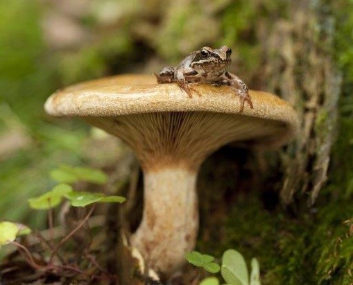 Frosch, der auf einem Pilz sitzt. Foto: Fotolia/dabjola