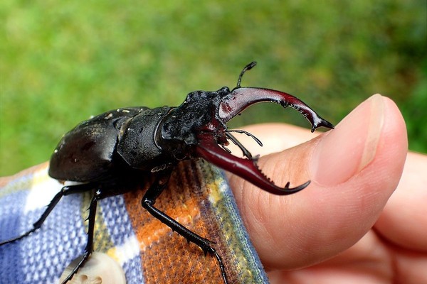 Ein Hirschkäfer, der im Plattdeutschen auch "Piärdemörder", also "Pferdemörder", genannt wird. Foto: Pixabay