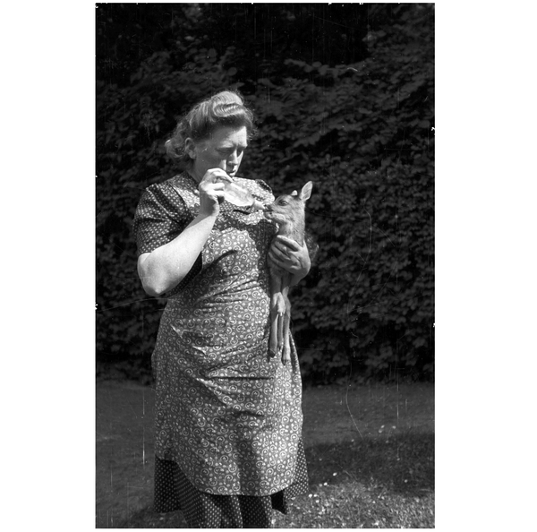 Frau, die ein junges Reh auf dem Arm hält und ihm ein Fläschchen Milch gibt