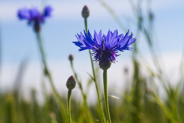 Die „Tremse“ oder Kornblume kommt vermehrt am Rande von Kornfeldern vor. Foto: Pixabay