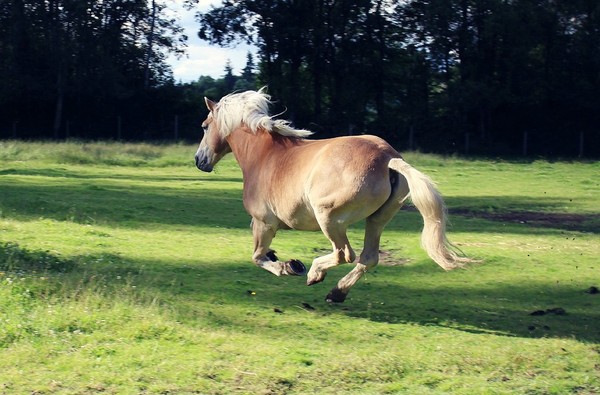 Pferd im Galopp auf einer Wiese. Foto: Pixabay