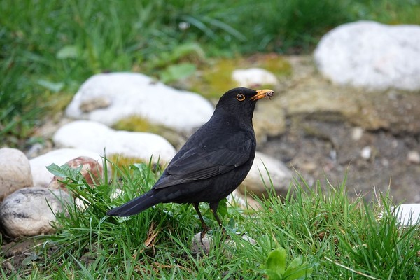 Eine Amsel oder Singdrossel, die im Plattdeutschen "Geitlink" genannt wird. Foto: Pixabay