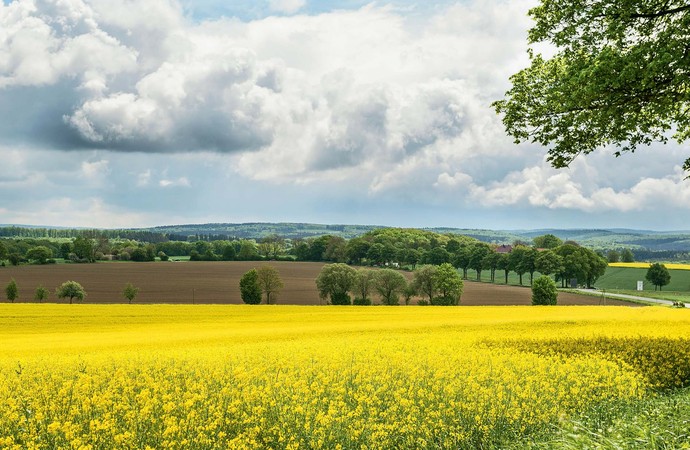 Parklandschaft mit Rapsfeld im Vorder- sowie anderen Äckern, Feldern und Bäumen im Hintergrund