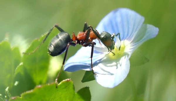 Eine Ameise, auf Niederdeutsch "Miegampel", auf einer Blume. Foto: Pixabay